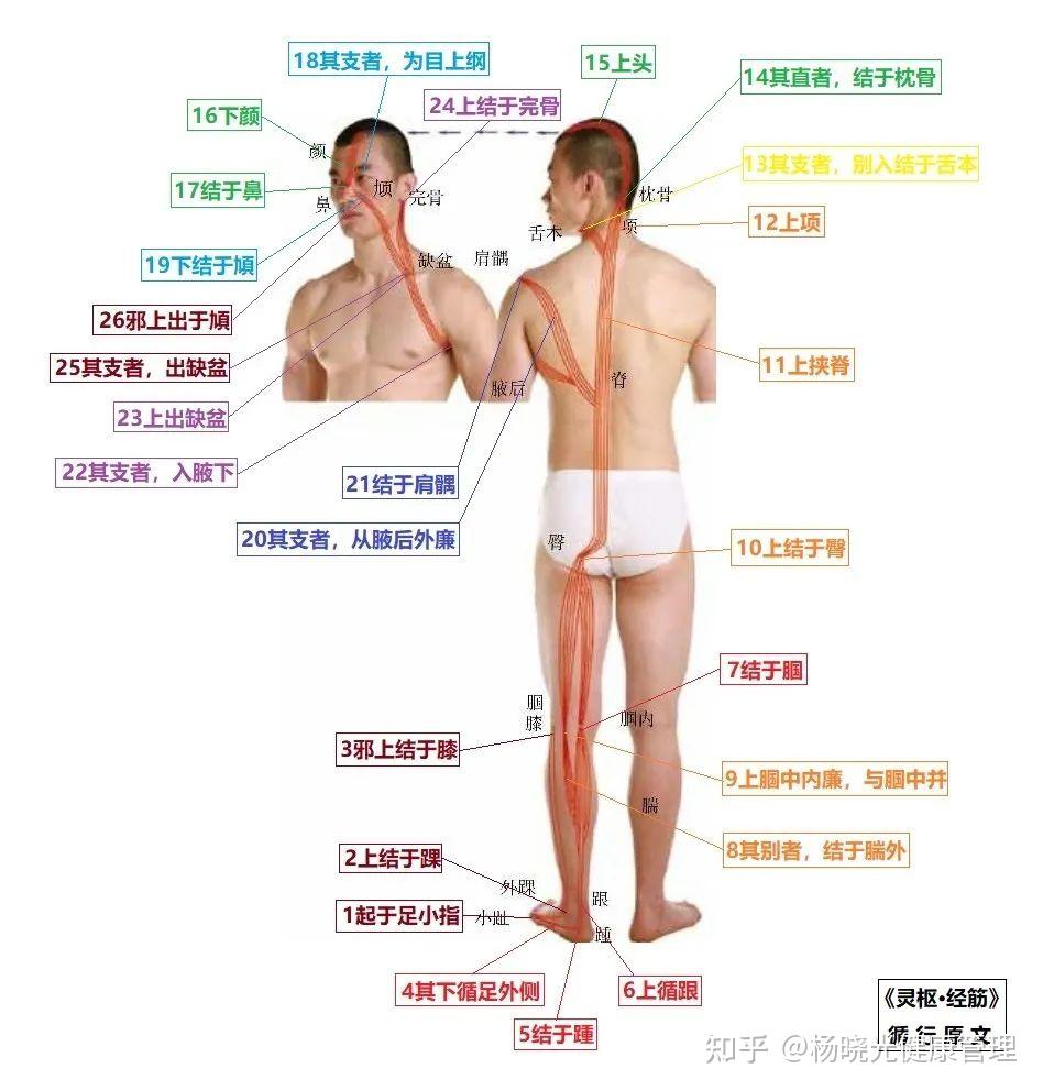 十二经筋真人演示图一