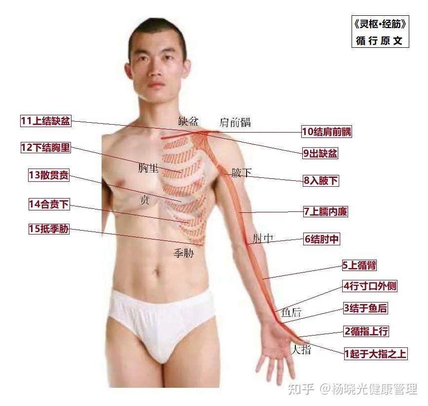 十二经筋真人演示图二