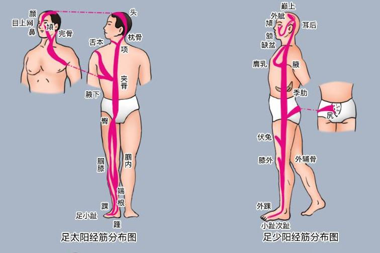 十二经筋分布全图