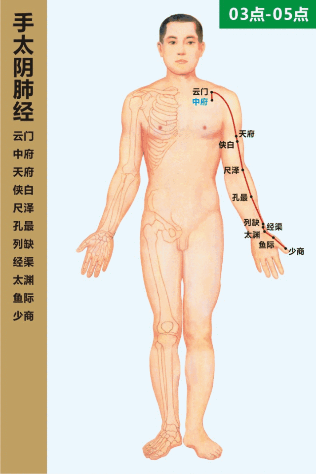 十二经脉全身循行图